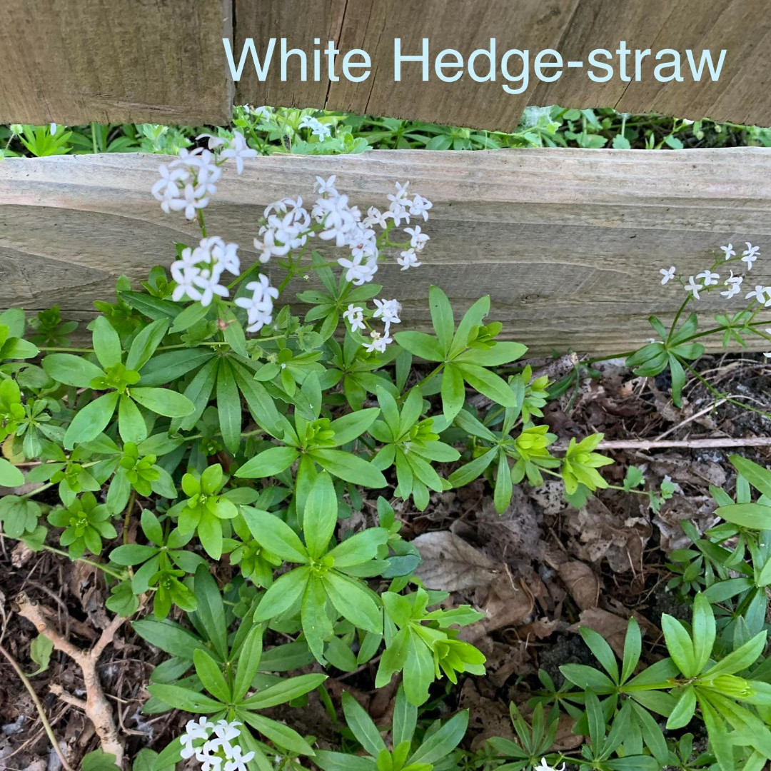 Goose Grass - small green leaves that spread in a circle around the stem -sticky to touch.
Sweet Woodruff (White Hedge Bedstraw) – similar but has white flowers and is not sticky
These weeds are high in fibre, important to a tortoise diet - feed sparingly as they are a diuretic.
