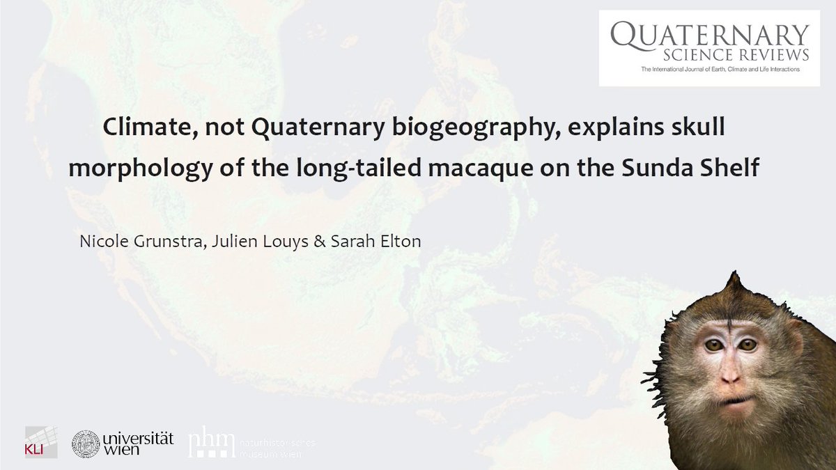 NicoleGrunstra's tweet image. 📢New #macaque paper out!🐒 𝗝𝘂𝗹𝗶𝗲𝗻 𝗟𝗼𝘂𝘆𝘀, 𝗦𝗮𝗿𝗮𝗵 𝗘𝗹𝘁𝗼𝗻 &amp;amp; I studied skull variation of long-tailed macaques (𝘔. 𝘧𝘢𝘴𝘤𝘪𝘤𝘶𝘭𝘢𝘳𝘪𝘴) in relation to #Quaternary #biogeography &amp;amp; #climate in SE Asia. 1/9 sciencedirect.com/science/articl…