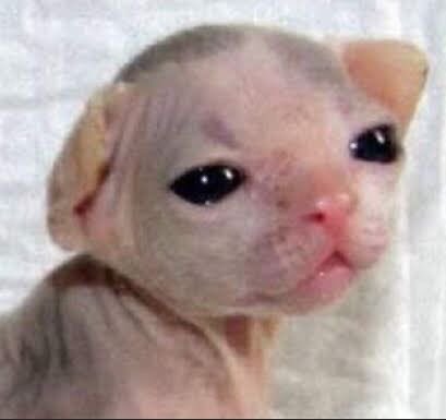 humweed's tweet image. wats even dthe poit