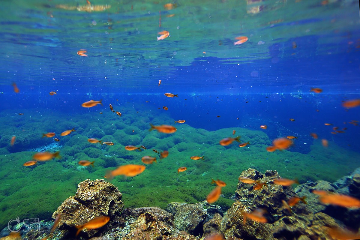 Del Sol Photography tweet media