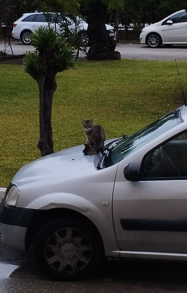 Con las fuertes lluvias ellos también lo pasan mal... Este pequeñín ha aprovechado el calor del motor para calentarse un poco mientras paraba un poco de llover