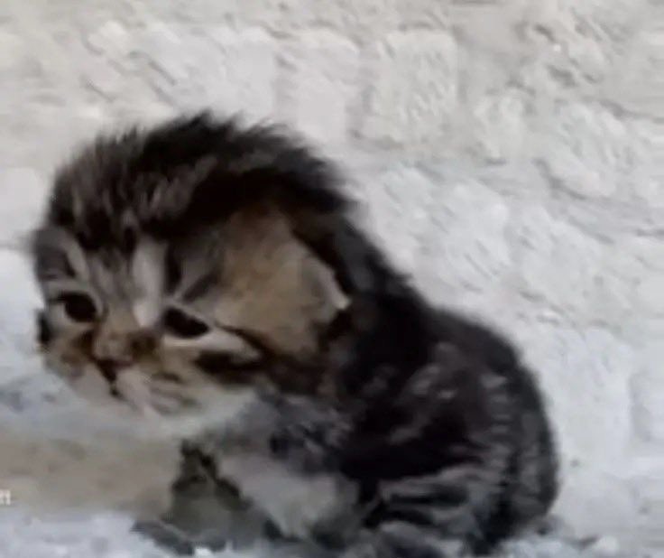 humweed's tweet image. w.ho eyen cairs…