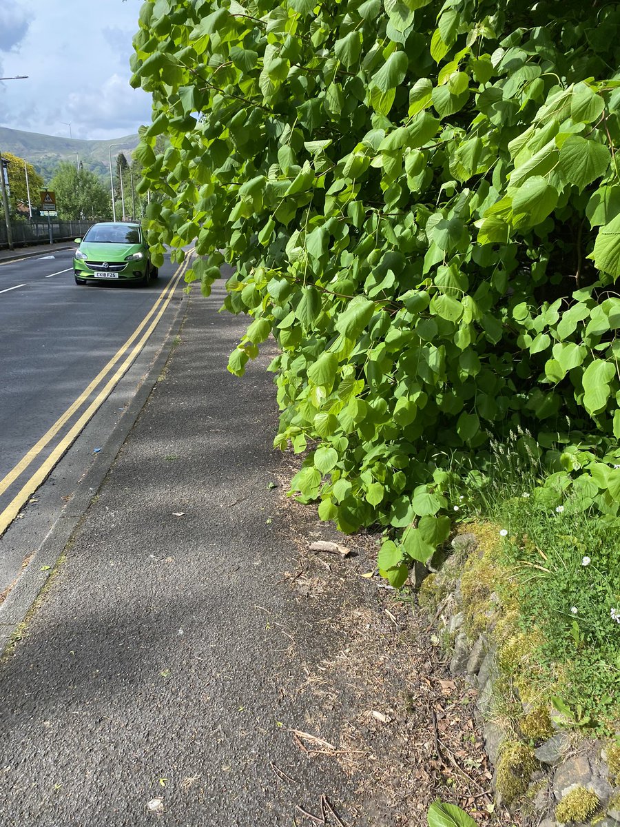 danielcope460's tweet photo. @RCTCouncil any chance you can clear this overgrowth to the pavement opposite the Pencelli, Treorchy/Cwmparc? Becoming quite difficult to walk here https://t.co/3tPKLc8yCN
