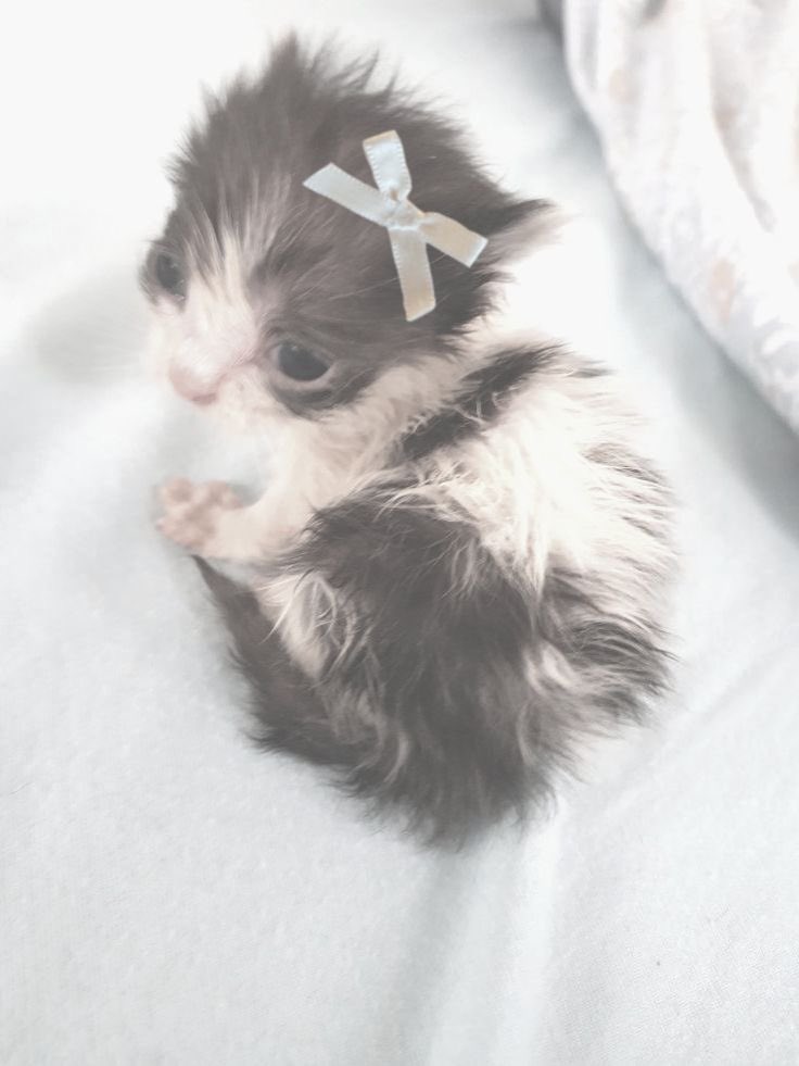 humweed's tweet image. i dot have a happy plays