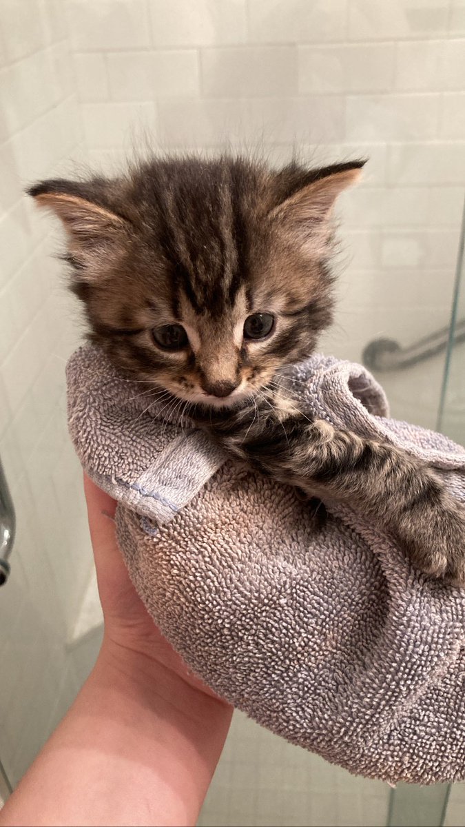 TrashyTruuMoo's tweet photo. I found a kitten and I need a home for her if the ACC doesn’t respond. I’m in NYC and any retweets would be much appreciated!!!
I think she’s about 4-5 weeks. she’s shy but very sweet! https://t.co/jLPn2SFrnn