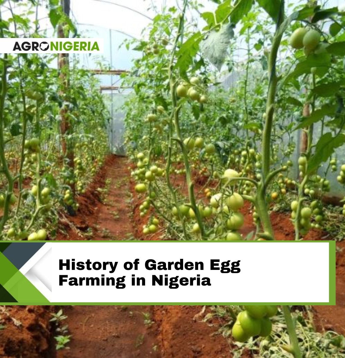 Fresh vegetables harvest