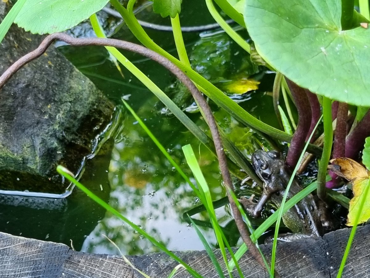 sophiephilpott1's tweet image. Little frog in my little pond.

There's currently at least 3 in there every time I pop by for a visit. Pond 12m old.