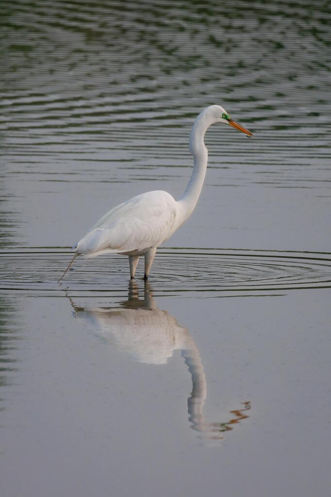 Brain Gain tweet media