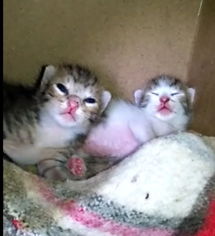 humweed's tweet image. &amp;gt;.&amp;lt; when dthe budy brakes dthe hotboks