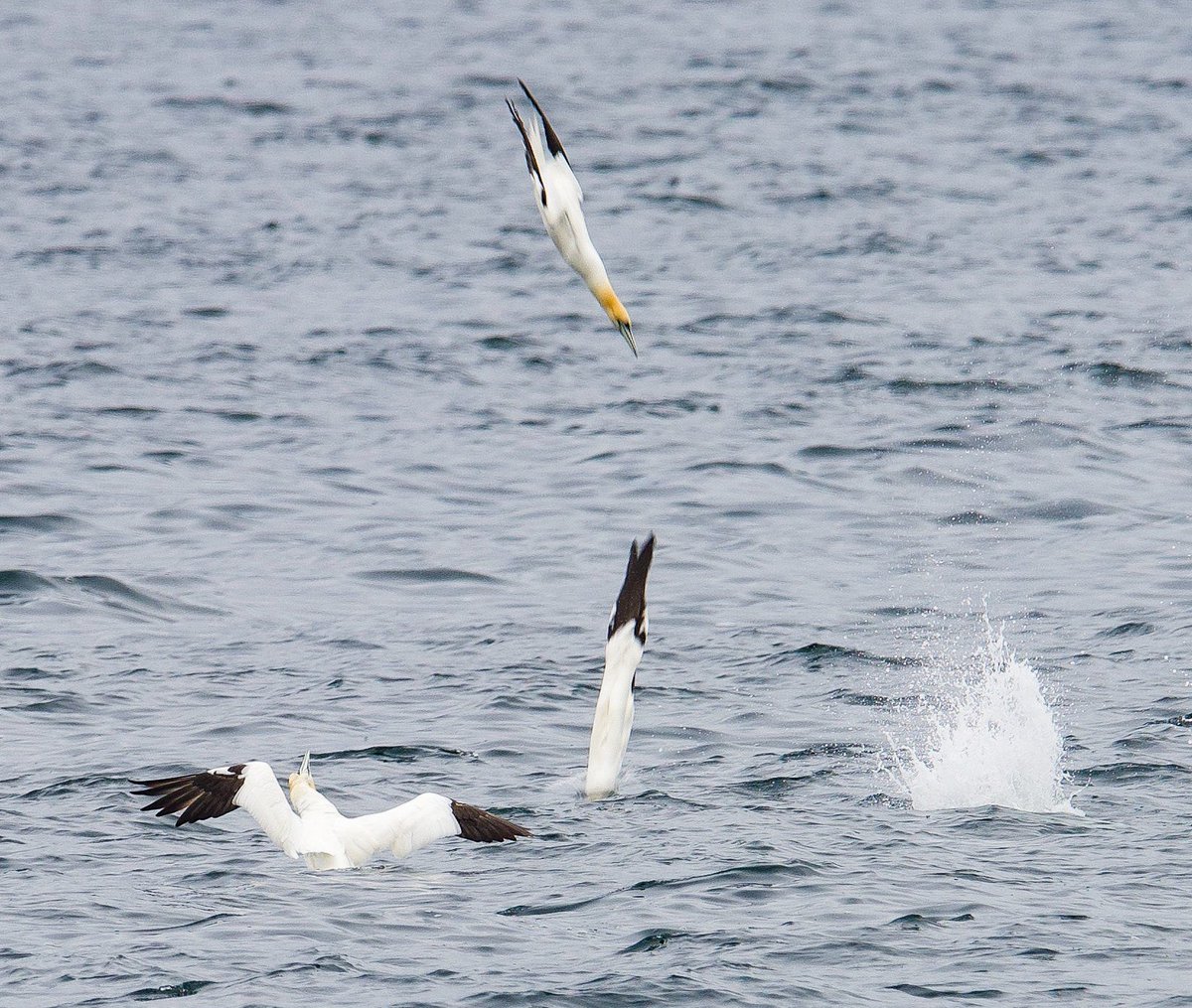 Fish feast for diving gannets on the Clyde today #gannets #seabirds #birds #ukbirds #wildlife #nature #wemyssbay #scotland #firthofclyde