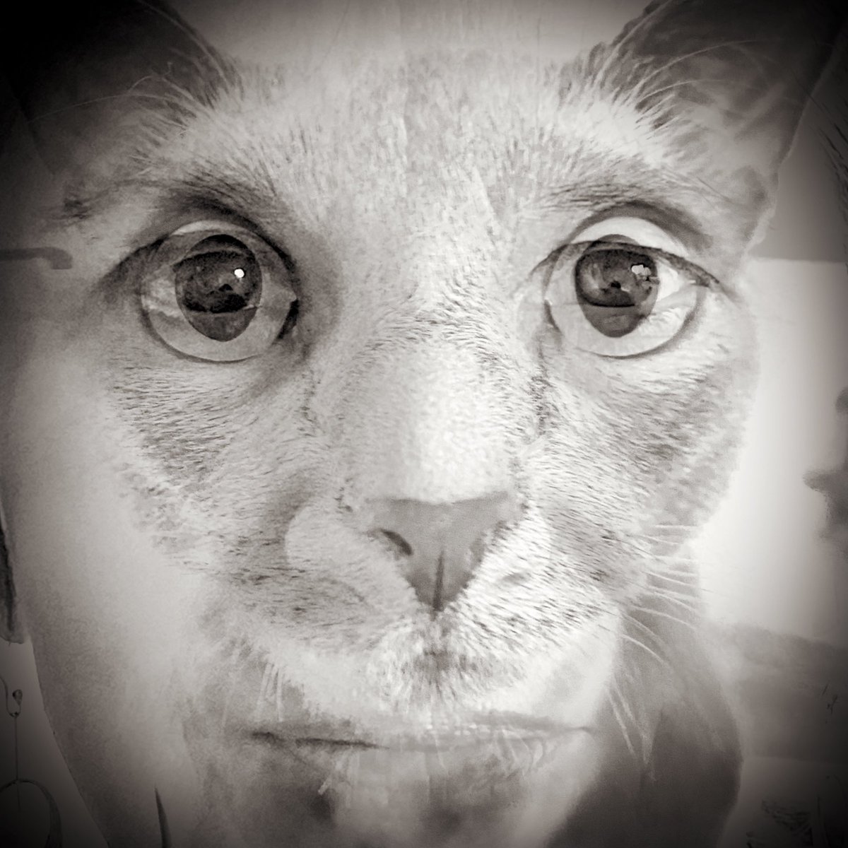 Tobi and Espy #humanimal