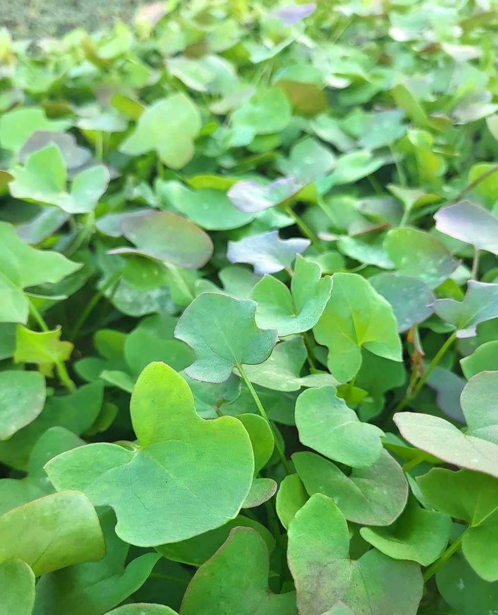 WestlandsUK's tweet photo. Buckler Sorrel: Lemony. Juicy. Tangy.
Throw on your dish just before serving. π
#Sorrel #EdibleLeaf #BritishGrown https://t.co/DopqOJij9v