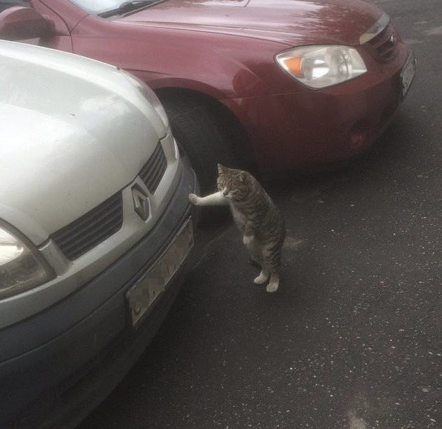My clingy cat trying to follow me into every room when the "hyperactivity" element of my ADHD kicks into gear