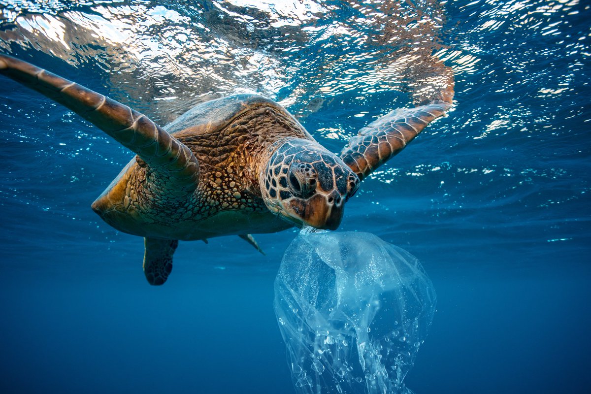 Research shows 52% of the world’s turtles have eaten plastic waste. The reasons are simple: a floating plastic bag can look a lot like jellyfish, algae, or other species that make up a large component of sea turtles’ diets. #WetTribe #TidetotheOcean #WorldTurtleDay #TurtleTuesday