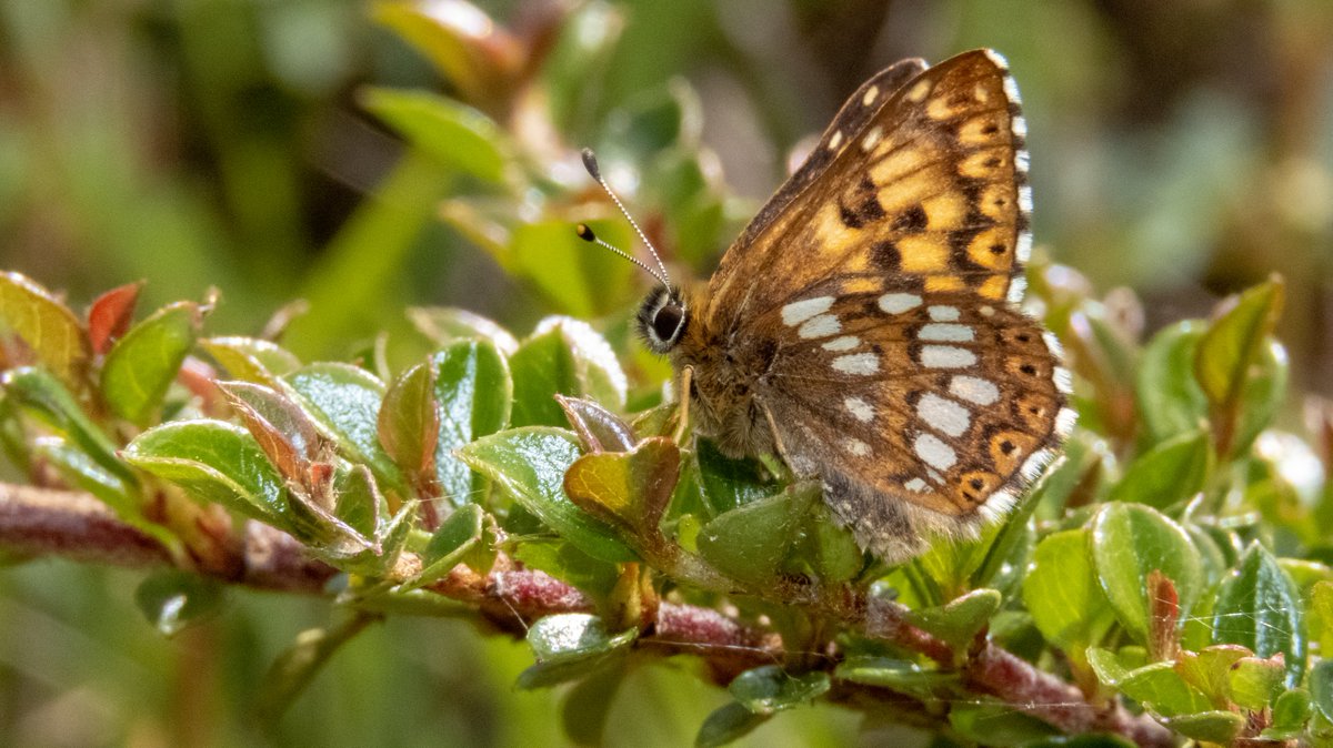 Rodborough Common 22/5 - a bit of a blustery morning but a few duke of burgundy were spotted along with brown argus, dingy skipper, small heath and green hairstreak...