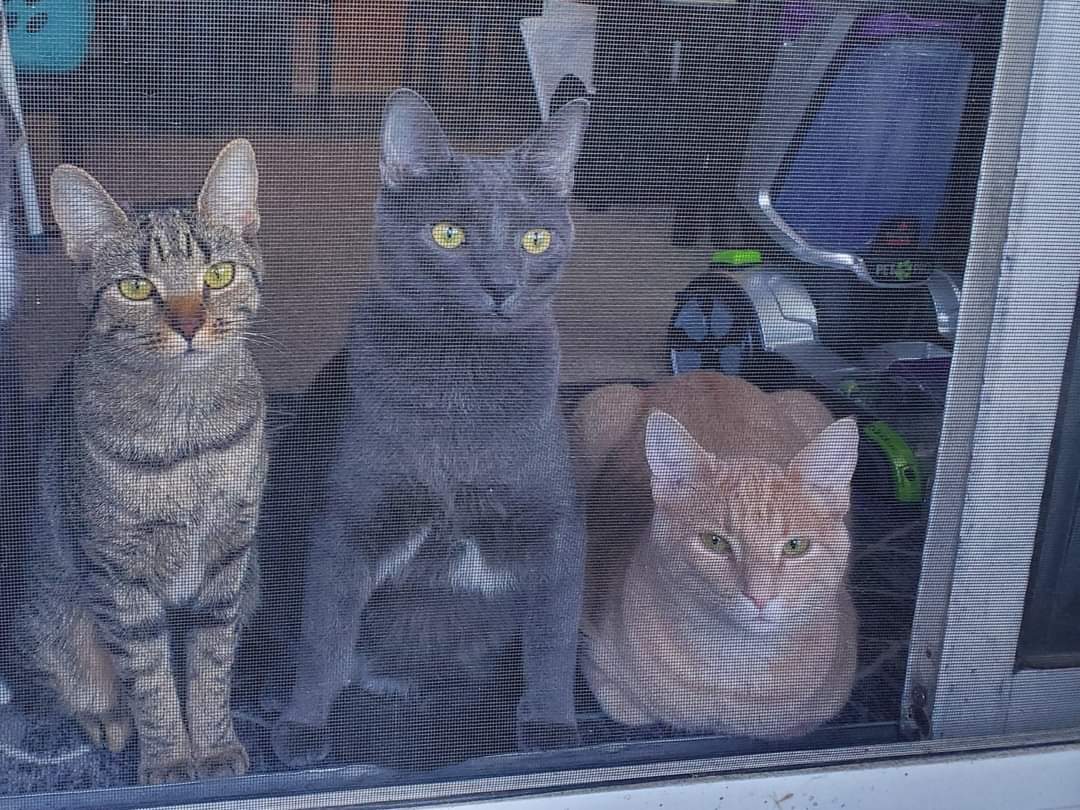 ExpletiveZee's tweet photo. Do we still have the Breakfast Bunch? Yes! Do they *critically* need homes? Also yes! 😻

Turning 1 July 2nd, they're a sweet, personality filled bunch, desperately in need of forever/foster homes no later than end of June

BreakfastBunch@mail.com (not gmail) to adopt or foster! https://t.co/ziZK7r4u9X