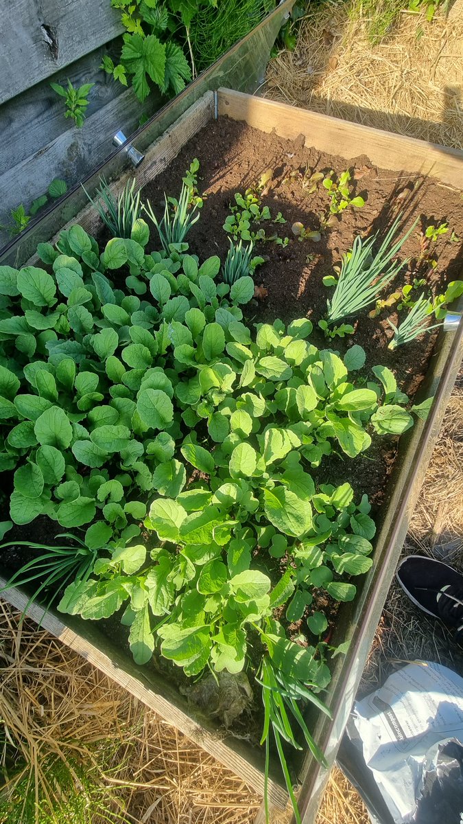 Roffahof's tweet photo. Het begint erop te lijken in de moestuin! Kom maar met dat zonnetje.🌞 #komkommer #radijs #sla #rucola #spinazie https://t.co/FvoA6aSHil