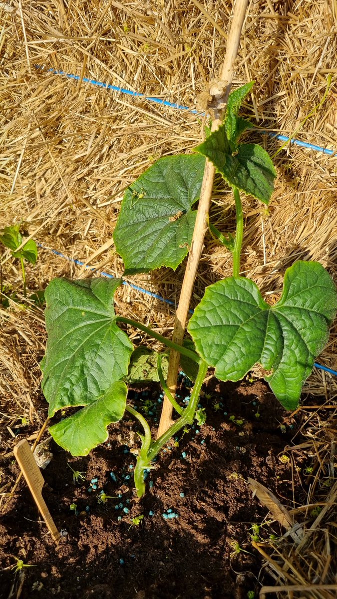 Roffahof's tweet photo. Het begint erop te lijken in de moestuin! Kom maar met dat zonnetje.🌞 #komkommer #radijs #sla #rucola #spinazie https://t.co/FvoA6aSHil