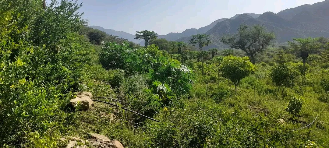 lahadda88's tweet photo. #Afar #Konnaba district _⚔️❤ wonderful green environment https://t.co/QjSJbCYdZ9