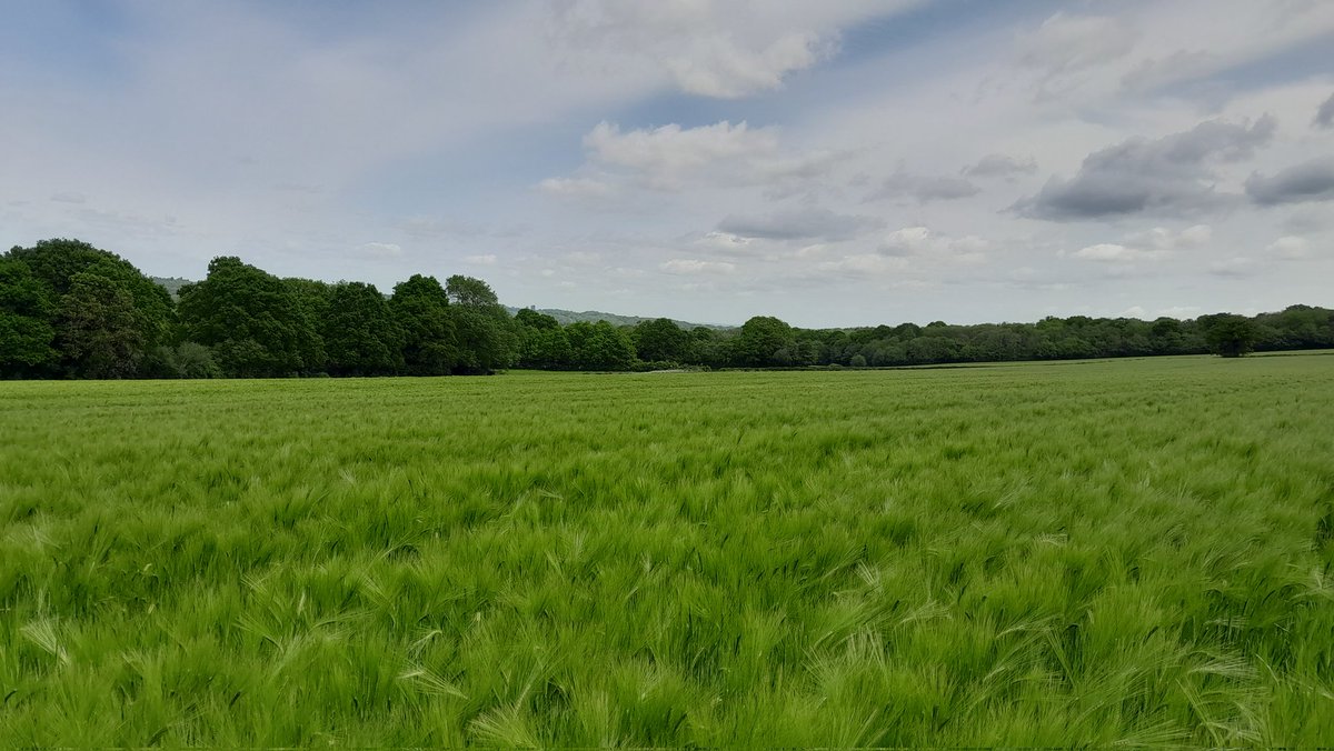 Josh Humphrey (@josh_humph) on Twitter photo The first of many disease assessments for this year's <a href="/BASFcropUK/">BASF Agricultural Solutions UK</a> #RealResults completed today. <a href="/DSVUKSEEDS/">DSV United Kingdom</a> Sensation winter barley looking good near the Kent / East Sussex border. <a href="/ADASGroup/">ADAS</a> The first of many disease assessments for this year's <a href="/BASFcropUK/">BASF Agricultural Solutions UK</a> #RealResults completed today. <a href="/DSVUKSEEDS/">DSV United Kingdom</a> Sensation winter barley looking good near the Kent / East Sussex border. <a href="/ADASGroup/">ADAS</a>