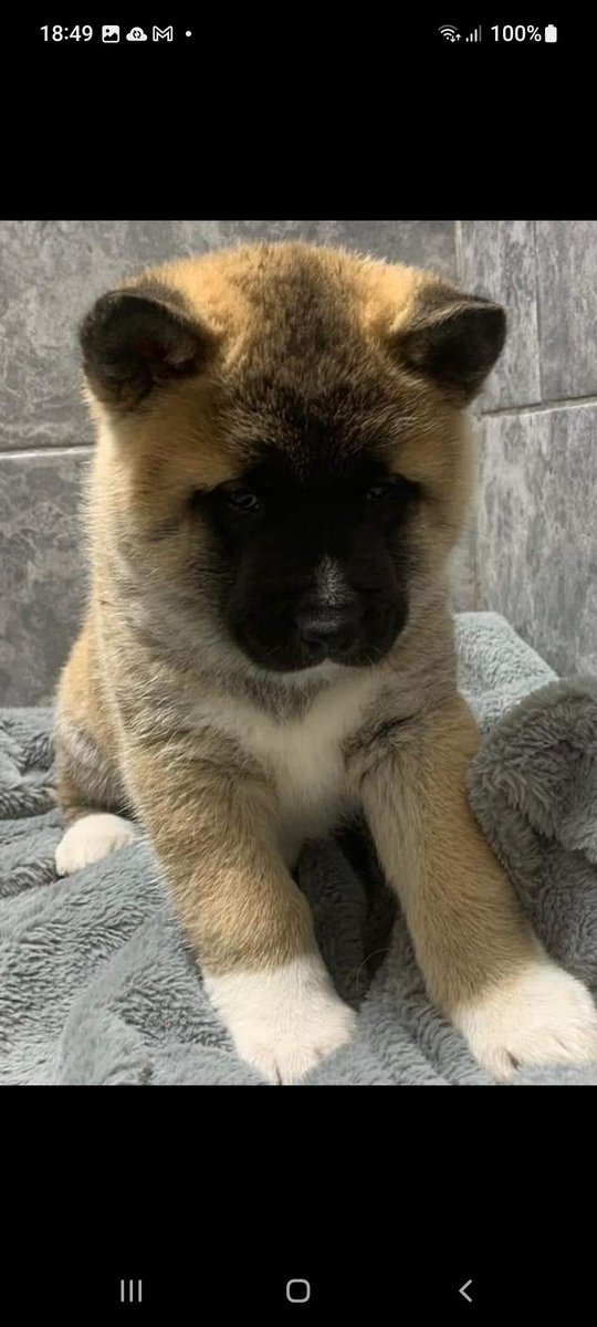 Thechadman79 tweet media