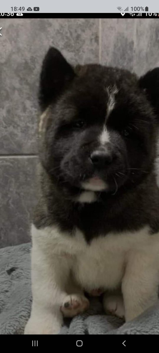 Thechadman79 tweet media