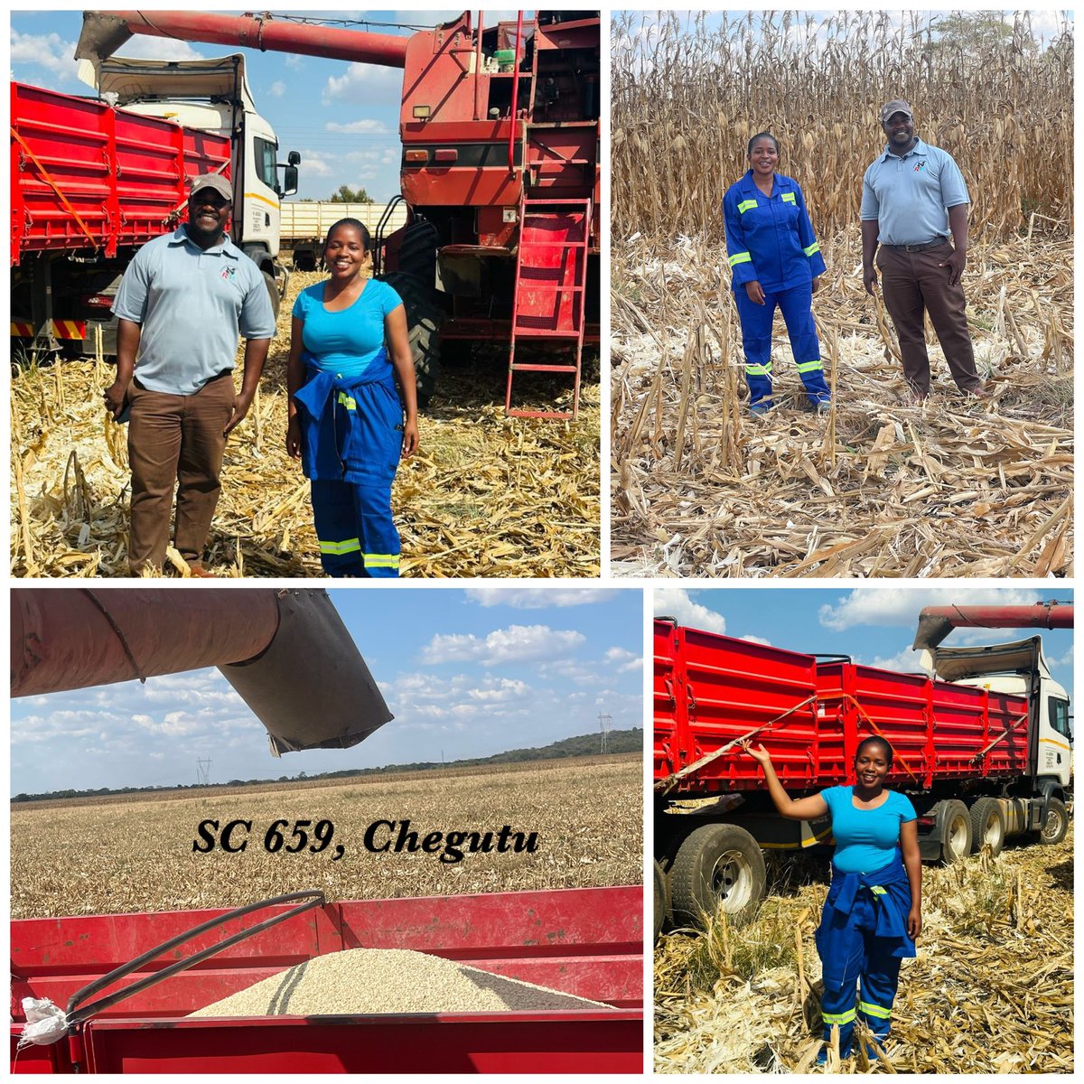 WendyMadzura's tweet photo. “The Harvesting process is excellent, we are happy with the yields of @SeedCoZimbabwe’s SC 659” The words of Mike Rukawo a farmer from Chegutu during today’s harvesting session 
#SC659
#ItStartsWithTheRightSeed🌽🌽 https://t.co/iCRar7uzhD