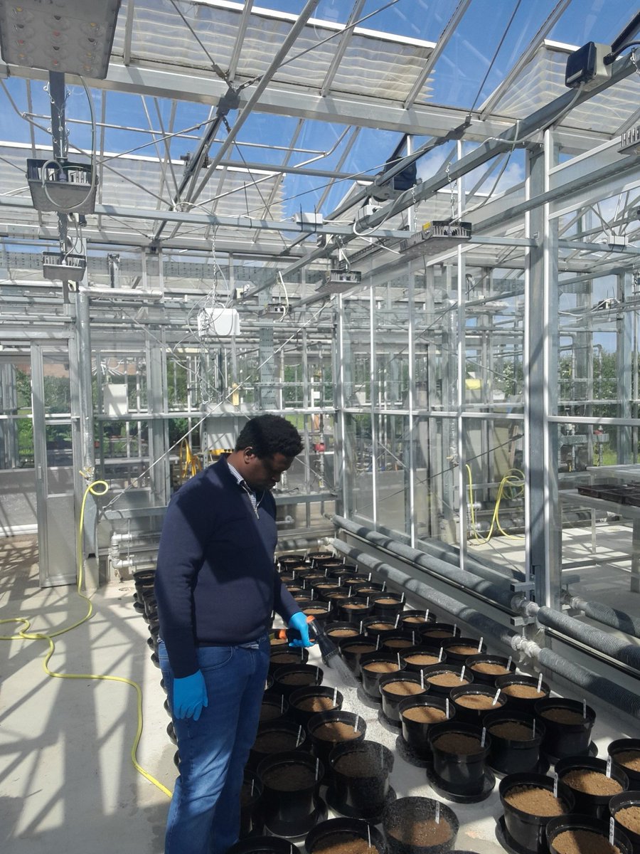 JChikankheni's tweet photo. 1 of many...#foodsecurity #nutritionsecurity #ClimateAdaptation #quinoa https://t.co/eDgRasfwss