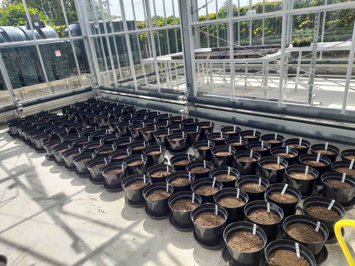 JChikankheni's tweet photo. 1 of many...#foodsecurity #nutritionsecurity #ClimateAdaptation #quinoa https://t.co/eDgRasfwss