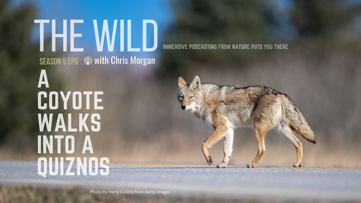 What urban wildlife can teach us about ourselves...Sometimes you start to think about a story that you want to tell, but the story itself takes you to unexpected places. This is one of those stories.
Listen today wherever you get your podcasts.