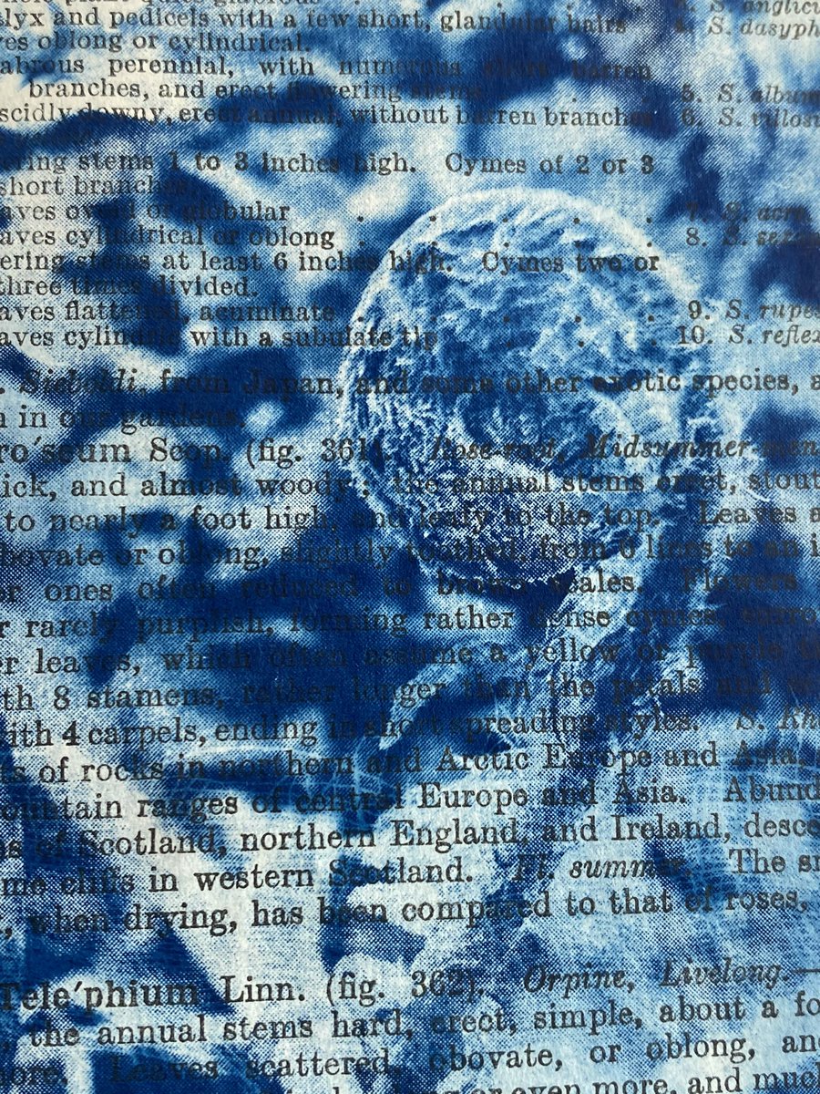 maverickart's tweet image. Potential is a tendril.
Fern about to unfurl, cyanotype on botany book, 2023. #fern #cyanotype #naturelover #JoHowellBlue