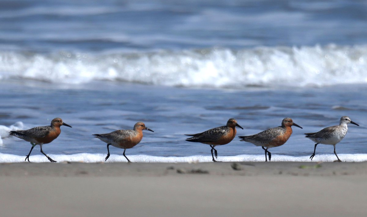 Virginia Coast Reserve LTER tweet media