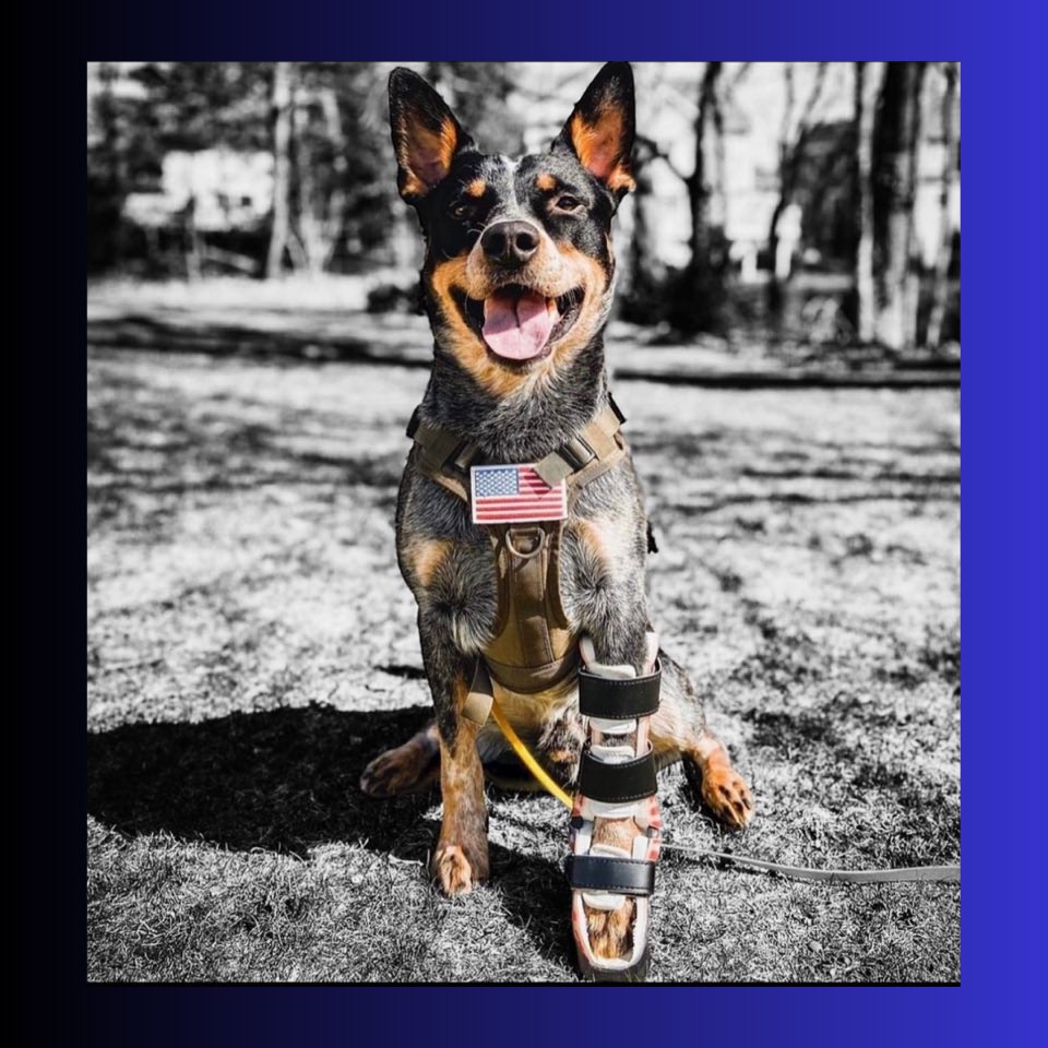 Artificial limbs and other assistive devices can make a difference in a pet's mobility and quality of life. 
#petsrule
#bionicpets
#prosthetics
#theheroesproject