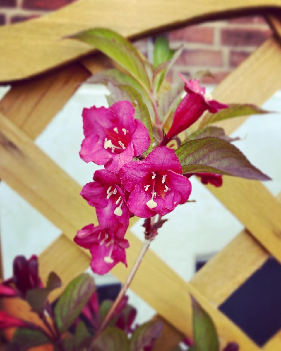 ThePottingYard's tweet photo. Getting that Chelsea flower show look 👀🤌 #chelseaflowershow #plants #flowers #urbangarden #gardendesign #gardenblogger #gardenblog #rhschelseaflowershow https://t.co/xDcIZFx7La