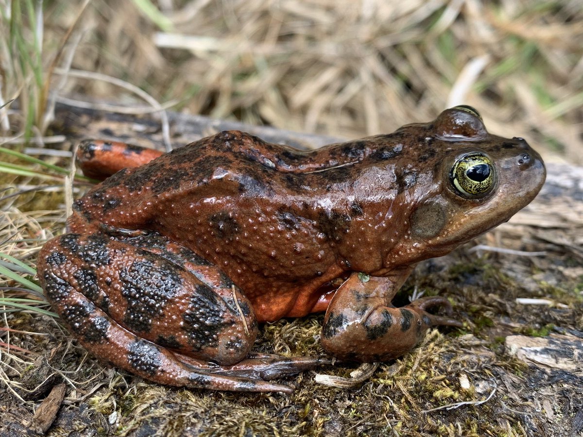 Amphibian OTD: Oregon Spotted Frog