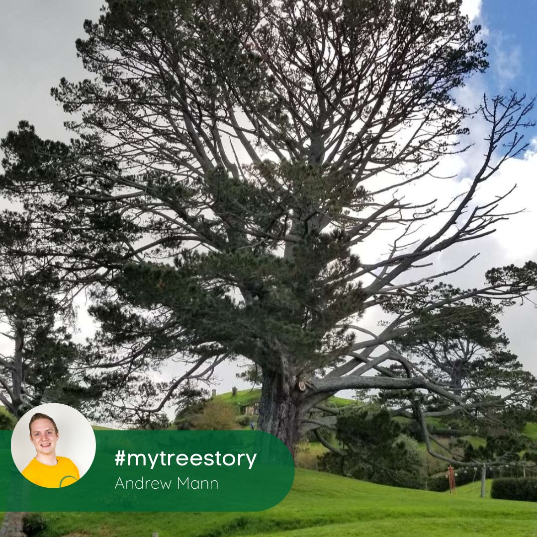 EcoTreeMe's tweet image. Every #tree has a story, this is Andrew&apos;s:

&quot;One of my favorite tree spots is what’s known as the “party tree”, commonly known by its Māori name kauri in Matamata, New Zealand. Who doesn’t love a good party tree?&quot;

#mytreestory