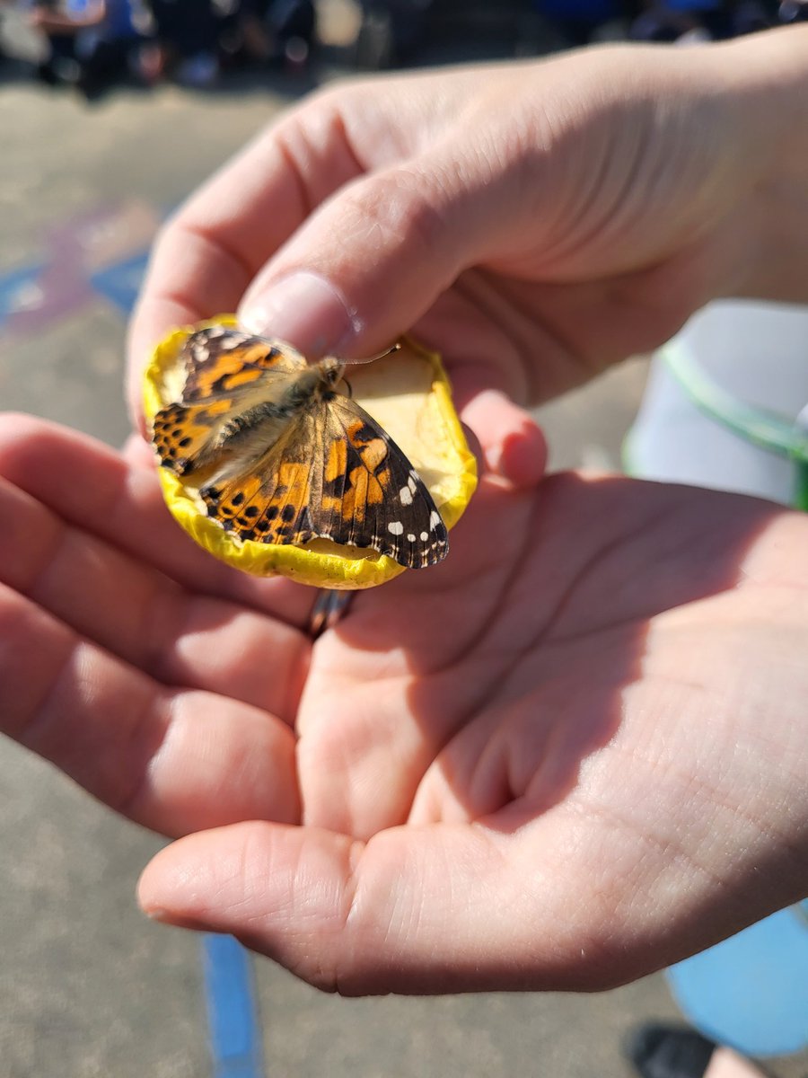 EYFSatStPhilips's tweet photo. Yesterday, we released five beautiful butterflies into our garden. "We need to make a flower garden for them to play in!" A (3 years old)
Today, we sprinkled butterfly and bee attracting flower seeds and watered them. @InsectLoreEU @savebutterflies @WeAreBDAT @STPHILIPSCE https://t.co/qWyJx4kKsV