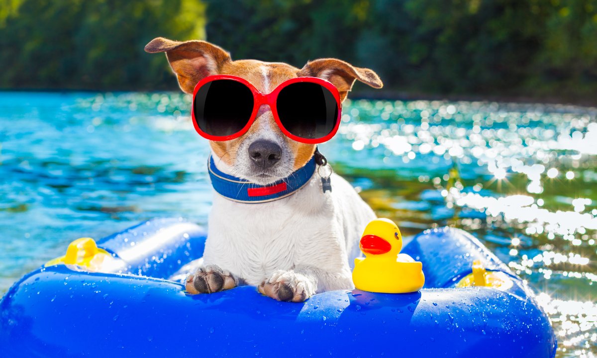 PawsEnRoute's tweet image. Start planning your summer (or fall) pet travel ASAP with Paws en route!  Give us a call or book online: pawsenroute.com

#pettravel #dogtravel #cattravel