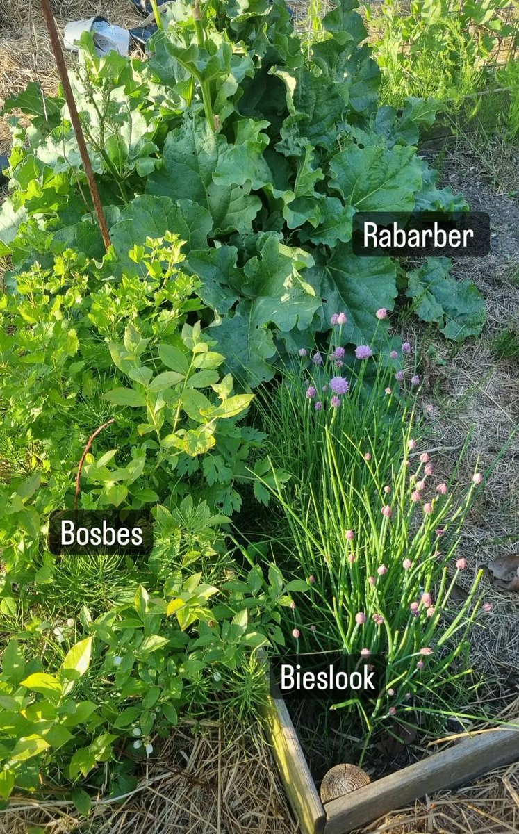 Roffahof's tweet photo. Heerlijk toch?! Iedereen een moestuin #Rabarber
#bieslook #bosbes https://t.co/M2dT038LgR