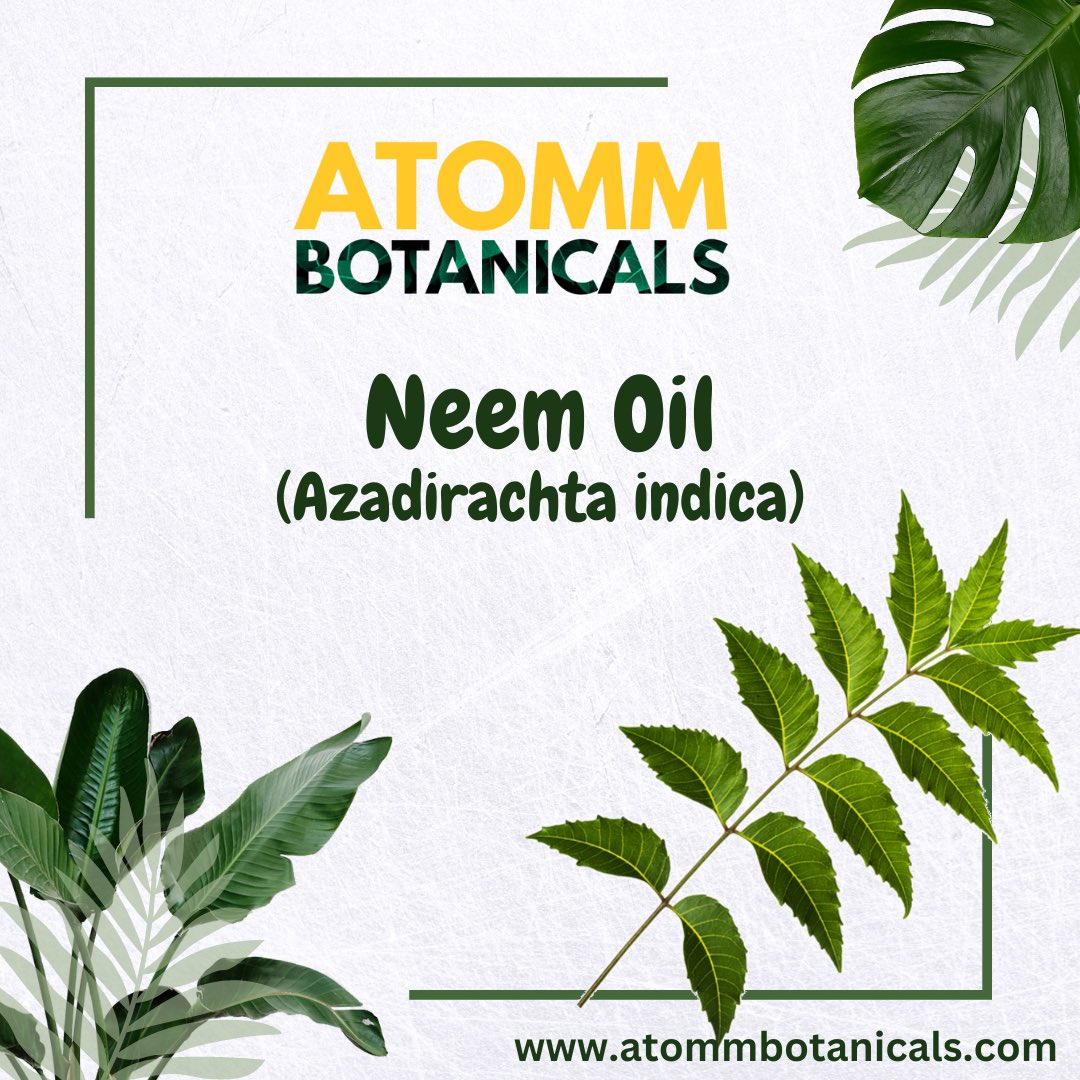 Neem Oil Suppliers in India - Atomm Botanicals #atommbotanicals #neem #neemoil #exoticoils