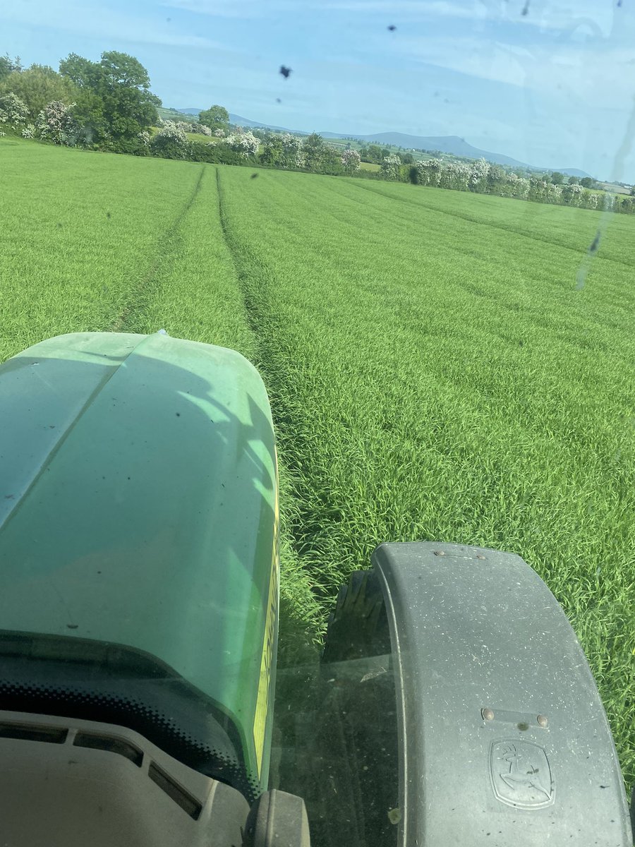 Geraldine spring barley soaking up the evenings sun <a href="/John_Dunne_/">John Dunne</a> <a href="/olliecarter35/">Oliver Carter</a> <a href="/mcdonald_sean92/">Sean McDonald</a> @