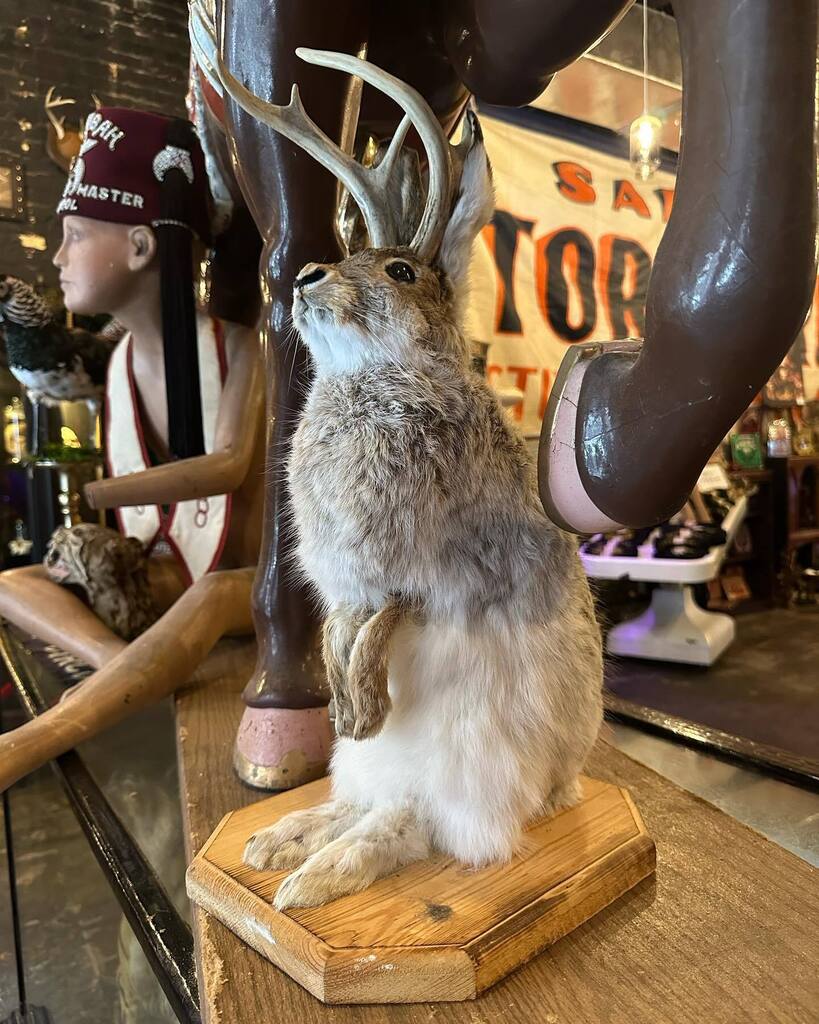 DGArtCo's tweet photo. Life-Size Jackalope Mount - $550 

#ibelieve #dysfunctionalgrace #oddities #odditiescollector #odditiesandcuriosities #keepyborweird #ilivewhereyouvacation #yborcityhistoricdistrict #yborcity https://t.co/kyChUQim7O https://t.co/ycfvsJqZdl