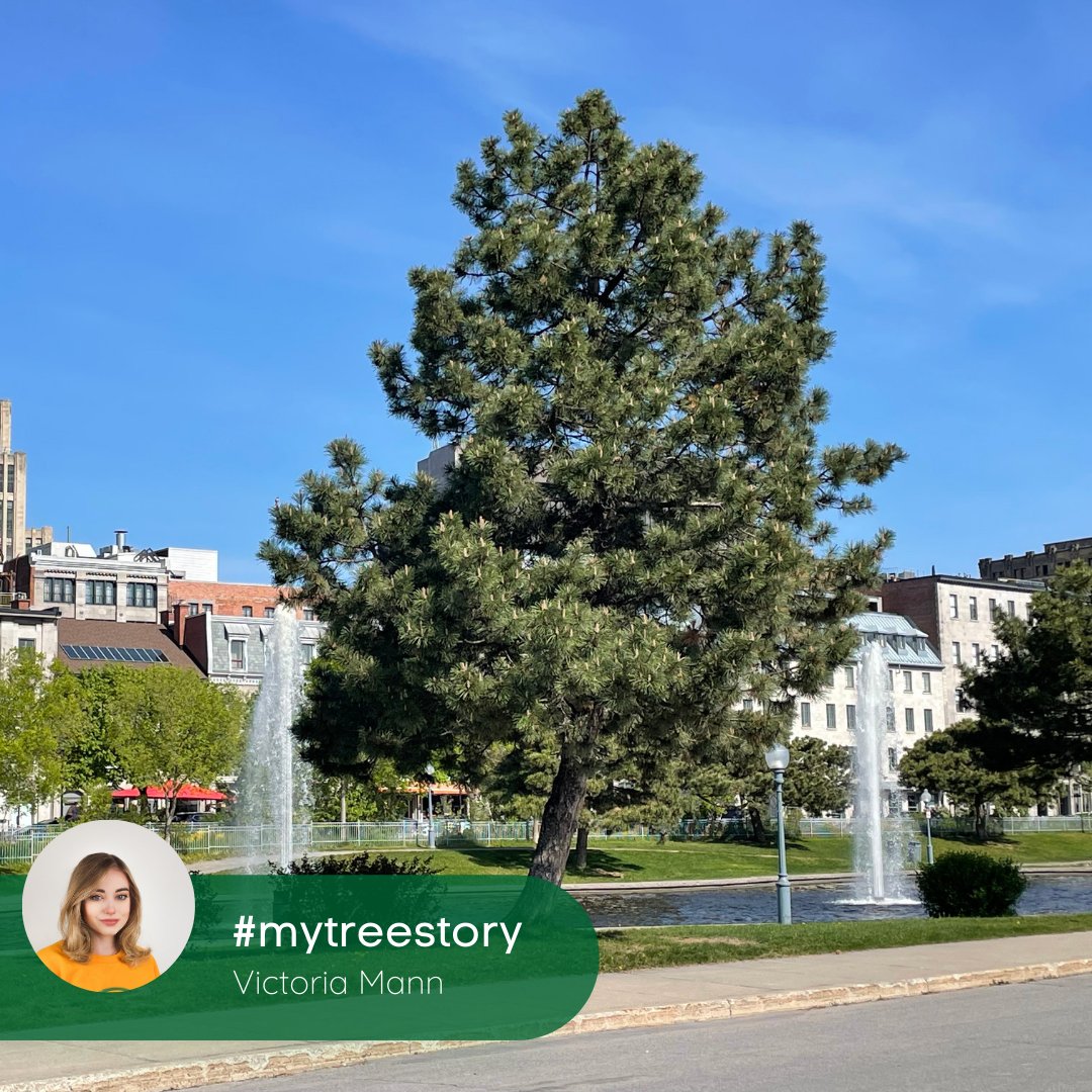 EcoTreeMe's tweet image. Every #tree has a story, this is Victoria&apos;s:

&quot;Trees can represent so much, I am so grateful for the nurturing and motherly love that this tree symbolizes for me, for it allows me to make special memories with my growing family.&quot;

#mytreestory
