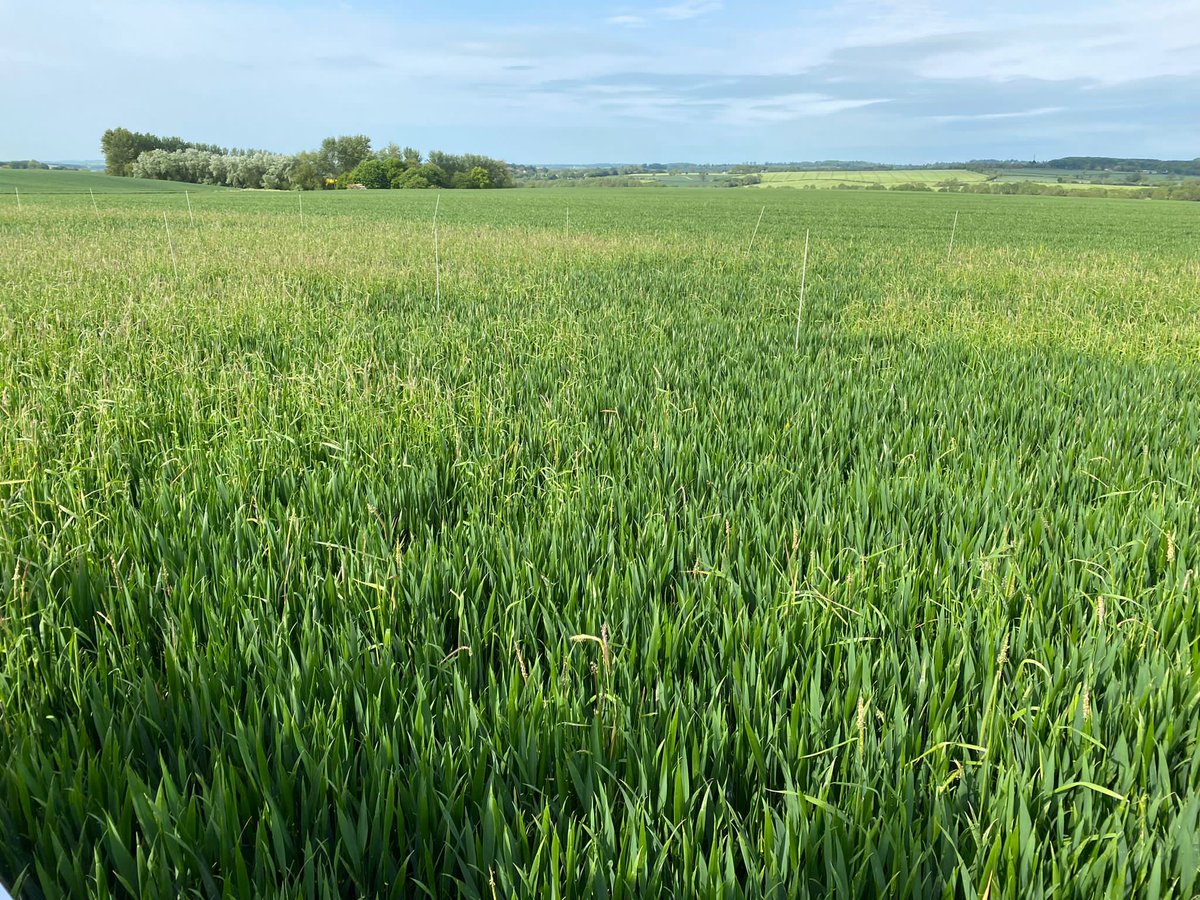 ceresrural's tweet photo. Really useful visit to the AICC blackgrass trial site in Northants this morning. Some treatments clearly better than others. Many thanks to John Clarke from Apex agronomy and David Boulton from Indigro for hosting.
#ceresrural #agronomy #trialsite #cropmanagemnt https://t.co/332vnya1fp