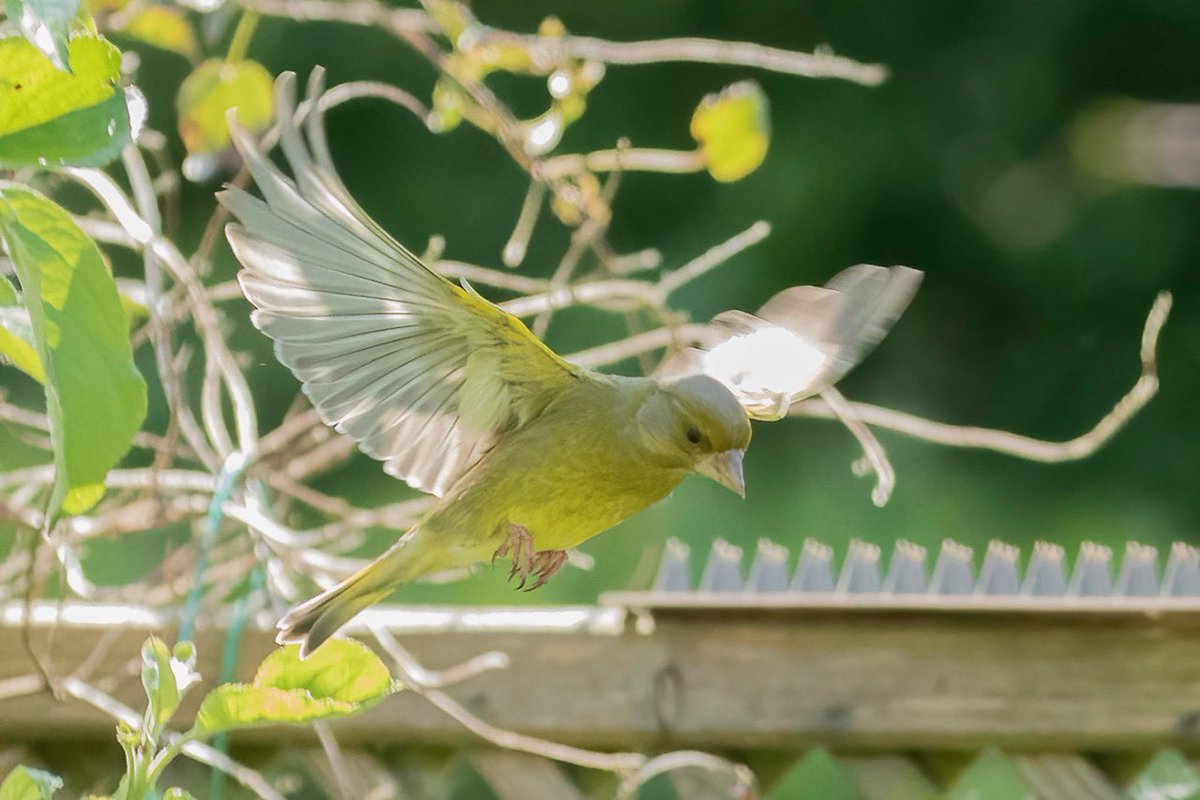 Greenfinch in the garden on Sunday afternoon