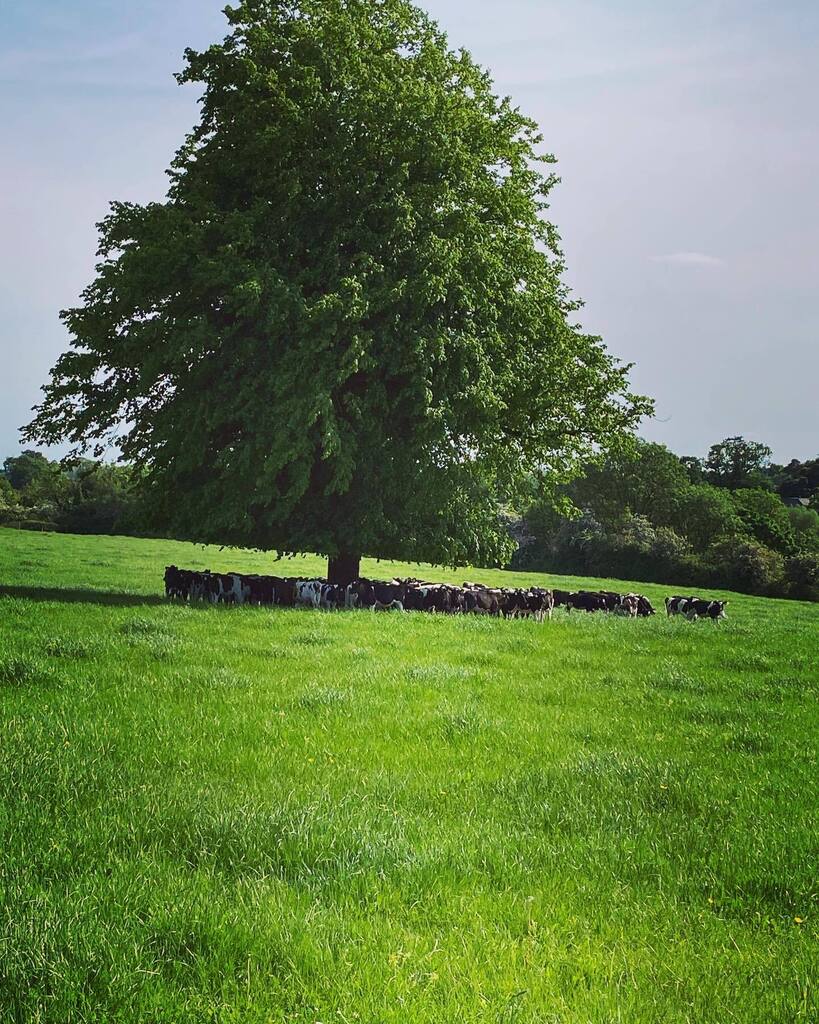 It’s a lovely day to sit in the shade. 

#animalsofinstagram #farm #explore #instagood #visitkilkenny #fishing #summer2023 #sunnysoutheast #elite #adventure #irelandsancienteast #selfcatering #staycation #norevalleywalk #relax #tranquility #medievalmile … instagr.am/p/CsmBVnCoolI/