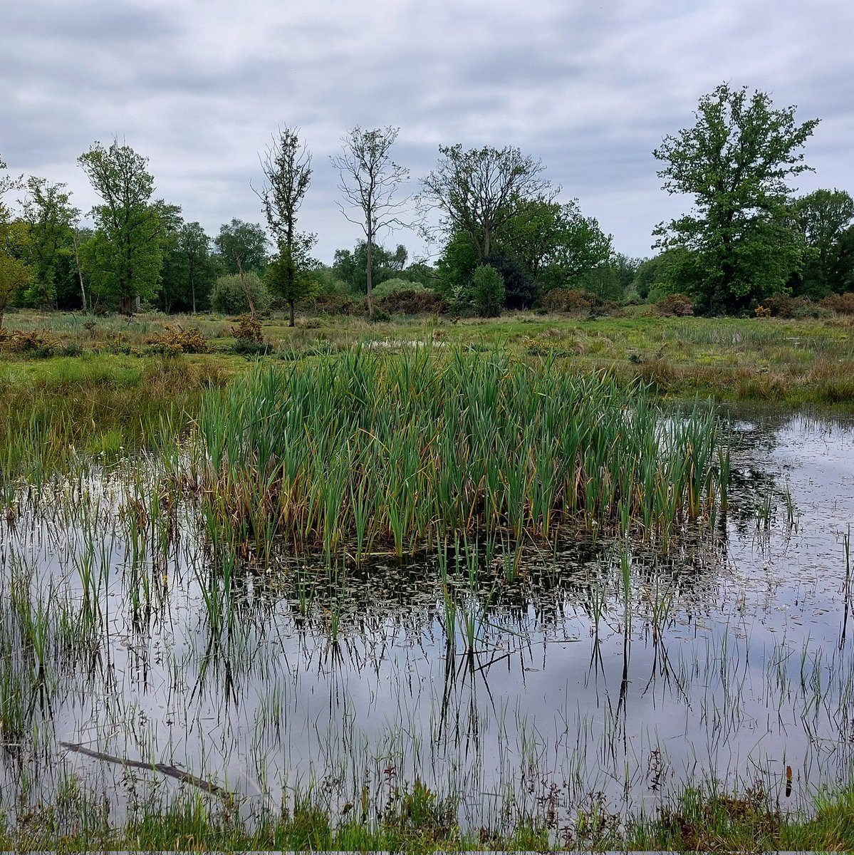 Prof Carl Sayer tweet media