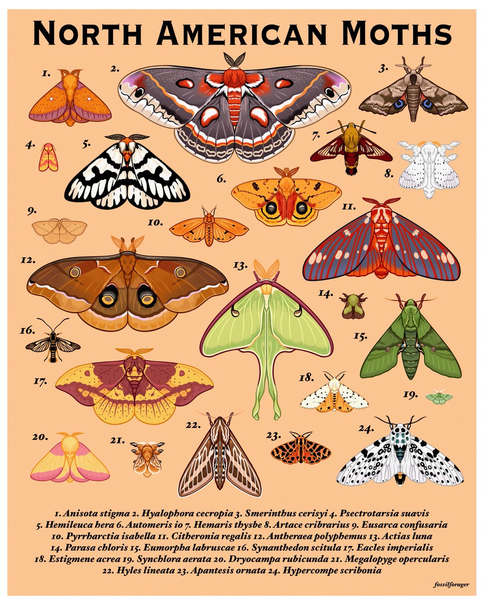 North American Moths 🦋🌙