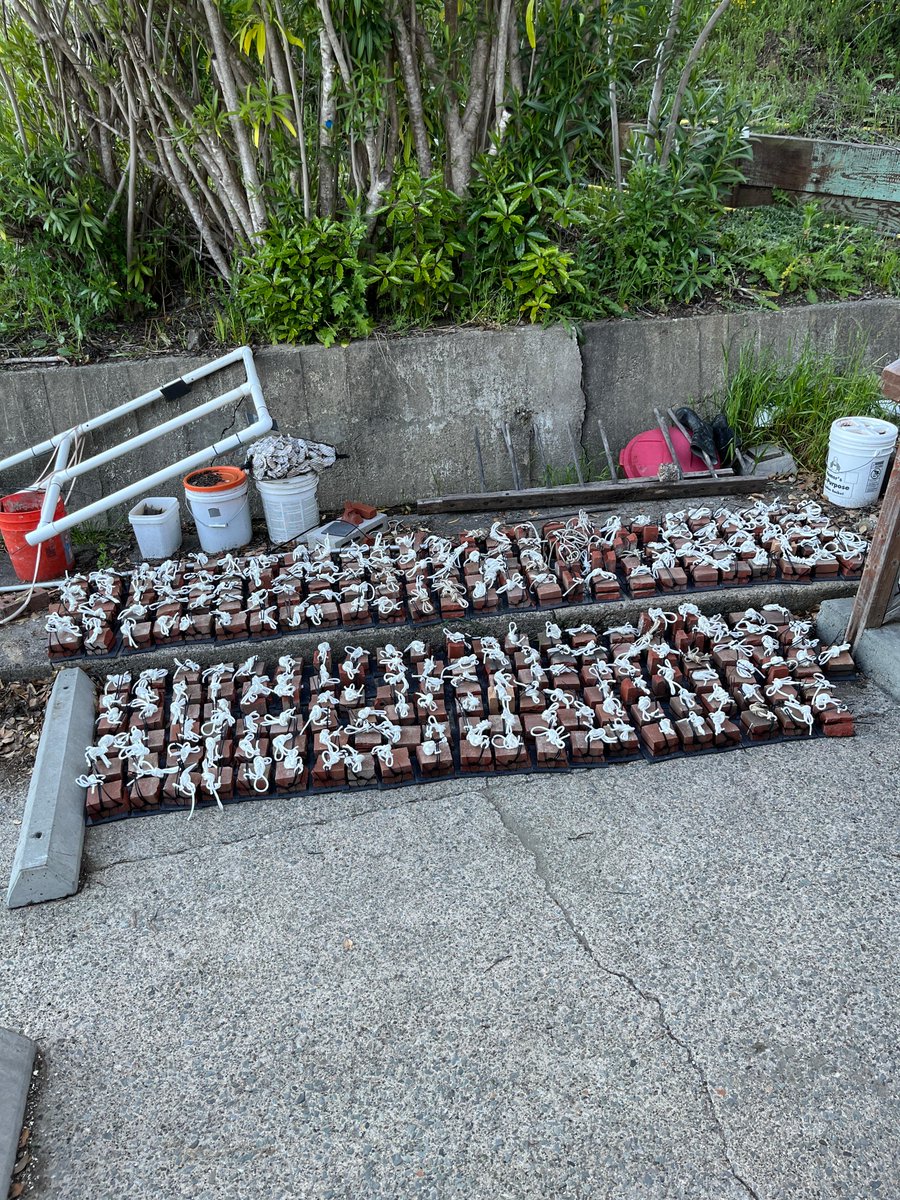 SERCinvasions's tweet photo. We've been busy bees on the West coast as well! 🐝 Our #SERCWest side of the #FoulingProject has ~250 plates ready and waiting for next month's deployment in #SFBay. Stay tuned for updates! #SummerSurveys #SummerFieldwork 📷Jessika de Jesus https://t.co/Qh328ET3NT