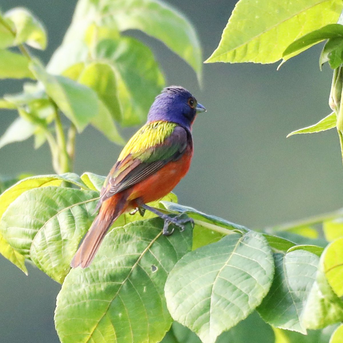 Painted Bunting 5-22-23 - Madison County